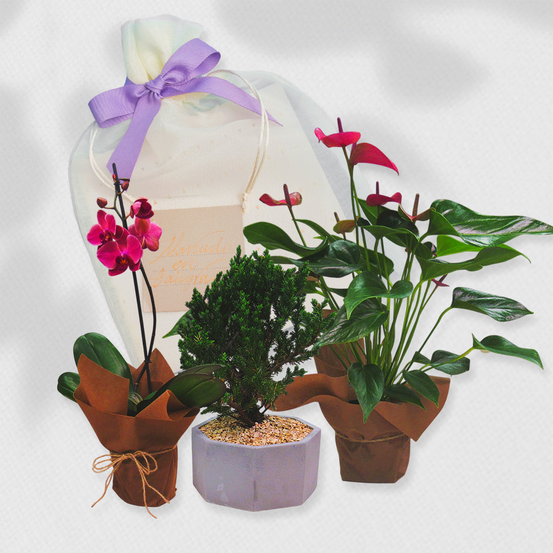 Bono de Pésame en bolsa de tela de organza y planta